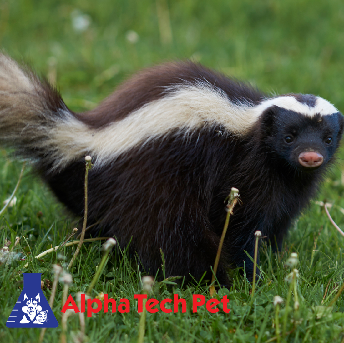 How to Get Rid of Skunk Odor