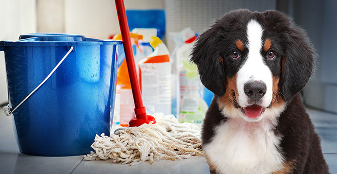 A Sample Cleaning Protocol for Animal Shelters