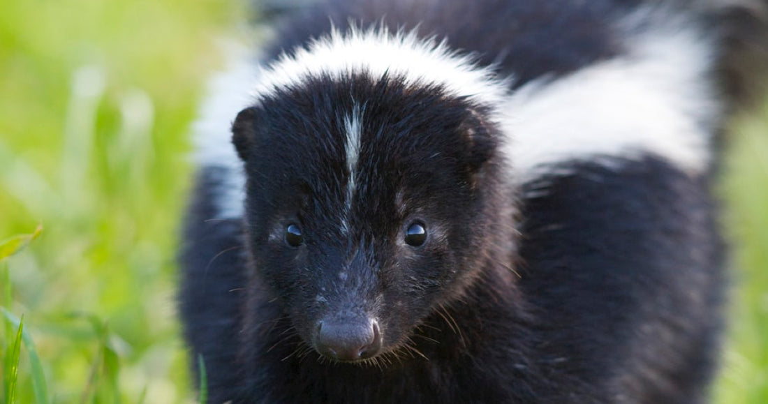 5 Surprising Tips for Deterring Skunks from Visiting Your Home