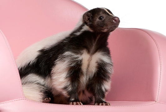 How to Handle Skunk Spray on Pets