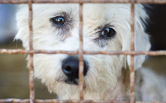 Stinky Cages? Pet Odor Removal is Hard. Use the Right Stuff