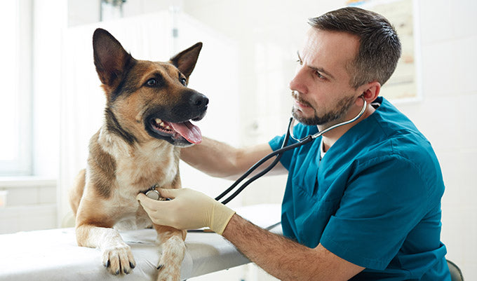 How to Stop Kennel Cough Outbreaks with SteriCide