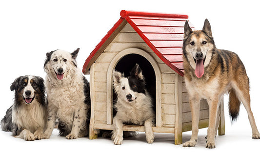 Get Rid of Stubborn Pet Odor