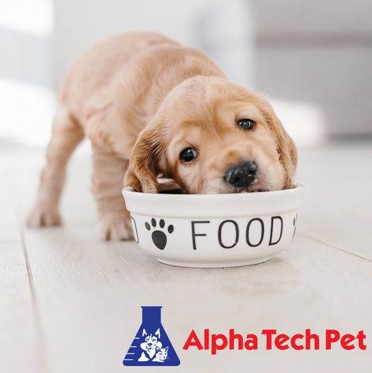 How to Prevent and Treat Pet Parasites