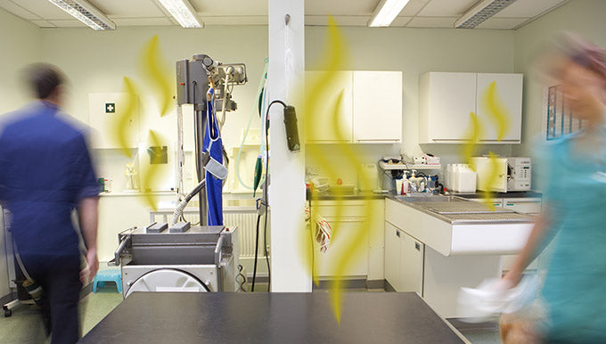 Lingering Pet Odor and How to Deal with It at Your Vet Clinic