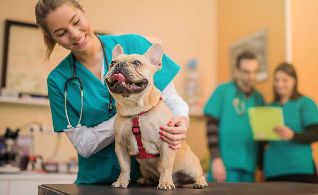 5 Ways to Boost Your Vet Clinic’s Employee Morale During Covid-19