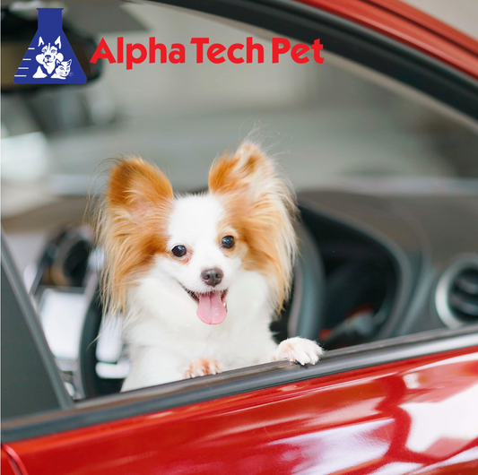 How to Prepare Your Pet For a Trip to the Vet