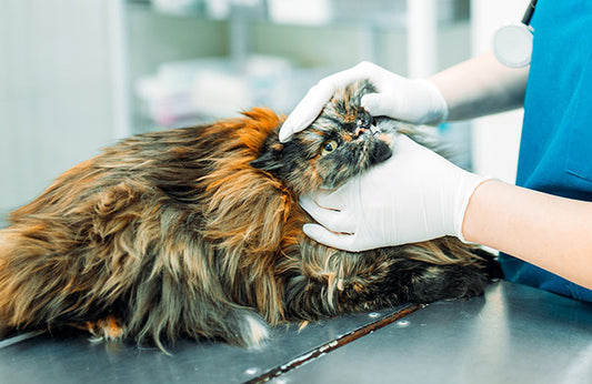 What Disinfectant Kills Calicivirus?