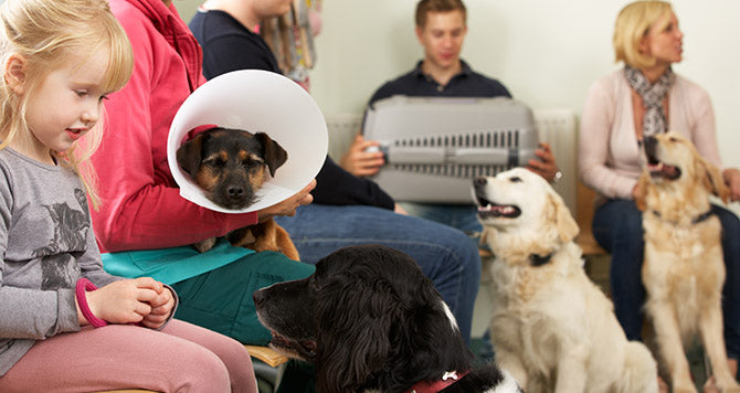Is a Single Cleaning Protocol Enough for Different Rooms at Your Vet Clinic?