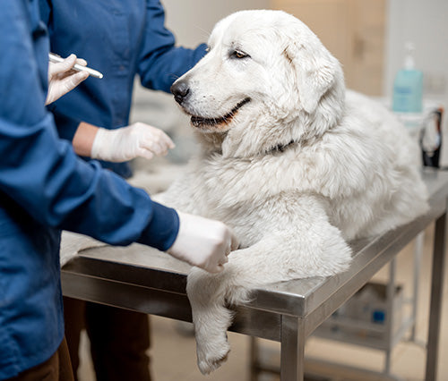How to Properly Clean and Sanitize Veterinary Equipment