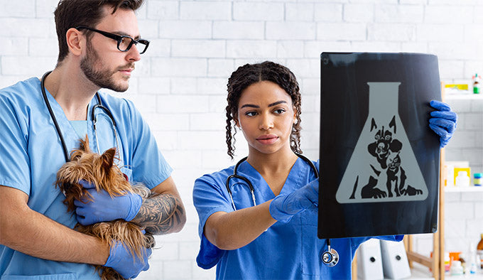 What Do Vets Use to Disinfect?