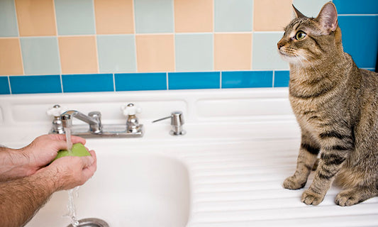 Importance of Hand Hygiene In Infection Control at An Animal Facility