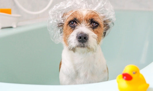 The Mystery Behind that Infamous Wet Dog Smell