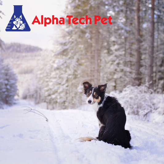 Winter Kennel Cleaning Tips: Dealing with Mud and Snow