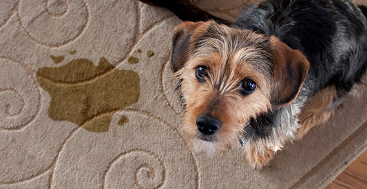 Properties of a Good Pet Stain and Odor Remover