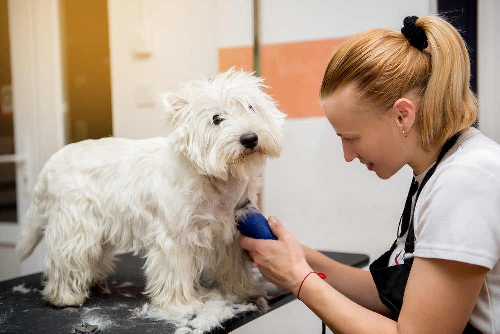 Groomers