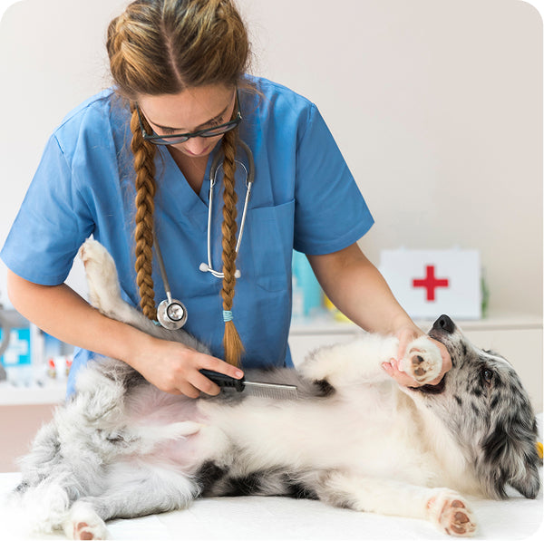 Luckydog Day and Night Care