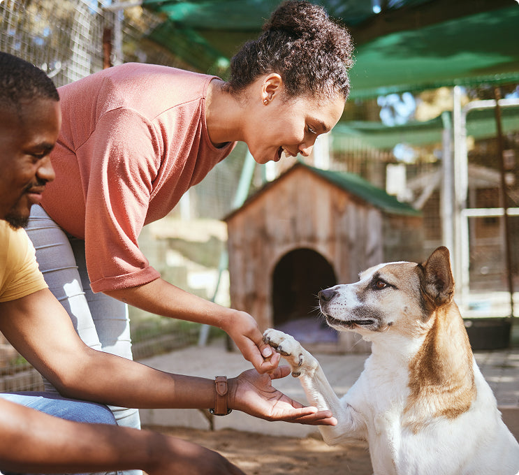 Pet Resorts