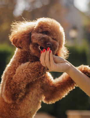 “We highly recommend KENNELSOL and ODORPET”