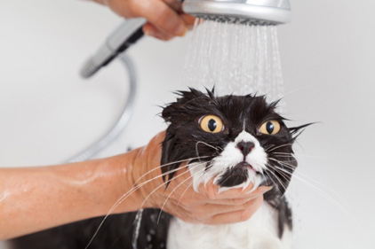 cat in bath