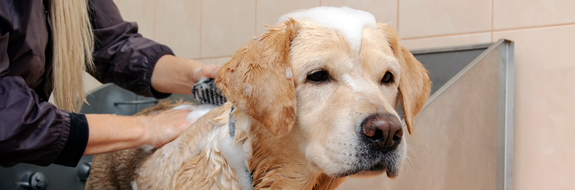 groomer cleaning and disinfecting for animal care