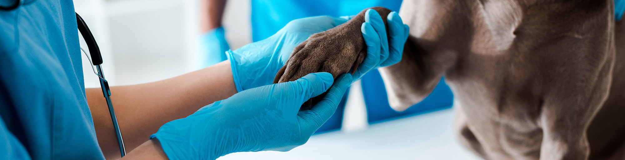 kennel cleaning