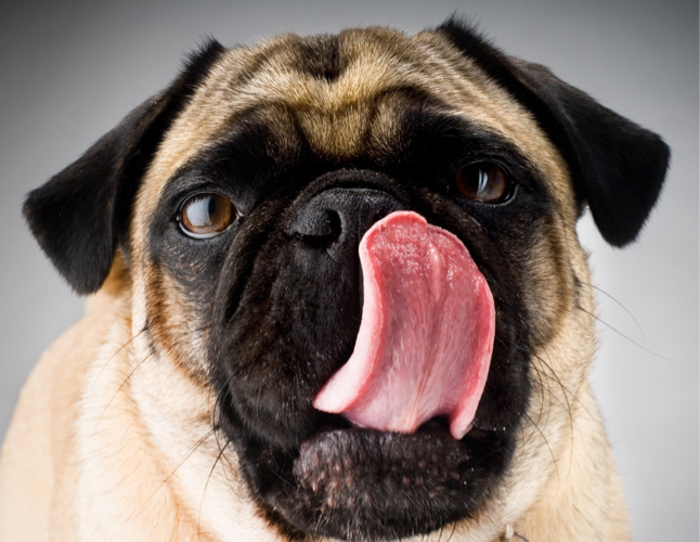 dog probiotics