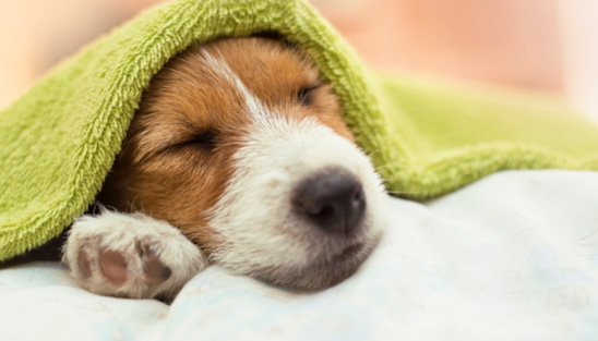 Dog in towel
