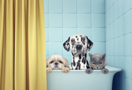 dogs and cat in bath