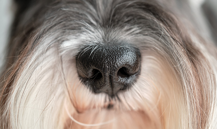 Eliminate Pet Odor Safely