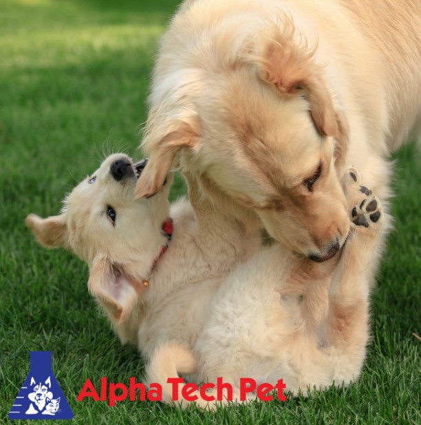Does your Animal Care Facility Have Turf? Here's How to Clean It!