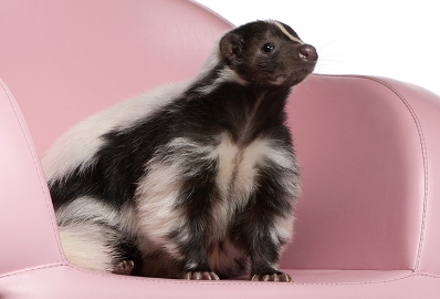 How to Handle Skunk Spray on Pets
