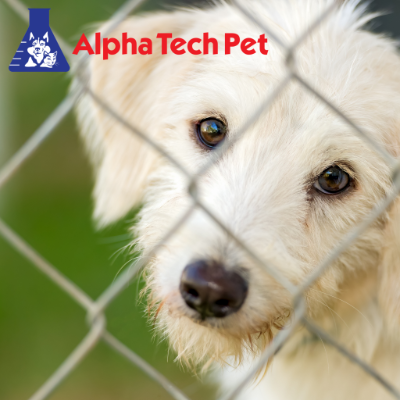 Essential Equipment for Animal Shelters and Rescues