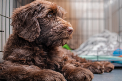 Struggling to Remove Pet Smell? Why Odor Always Comes Back to the Same Areas
