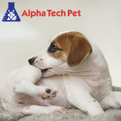 Recognizing and Managing Common Allergies in Pets