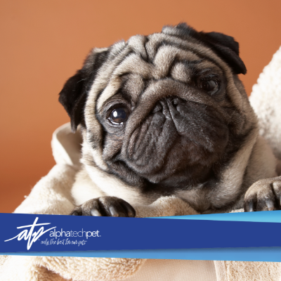 Safe and Effective Alternatives to Bleach in Veterinary Clinic Cleaning Protocols