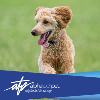Are Your Cleaning Products Putting Pets at Risk? AHP and Respiratory Health Concerns
