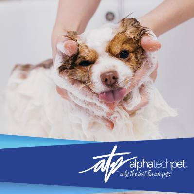 The Role of Grooming in Kennel Services: Keeping Pets Clean and Healthy	