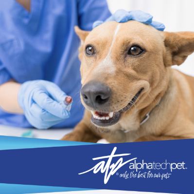Understanding the Role of Antimicrobial Products in Veterinary Care