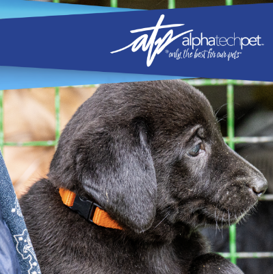 Industrial-Strength Cleaning Solutions Every Pet Boarding Facility Should Use