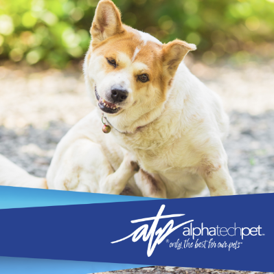 Common Pet Skin Issues and How to Manage Them Safely