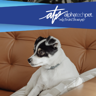 How to Create a Healthier Home for Pets Through Safe Cleaning