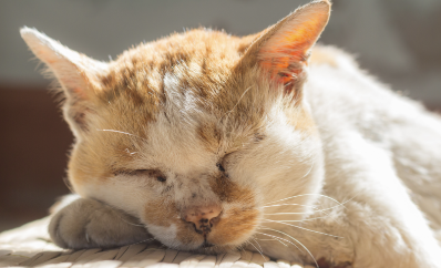 The Role of Cleanliness in Senior Pet Health & Comfort
