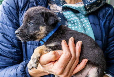 Step-by-Step Disinfection Protocols for New Pet Intakes at Shelters