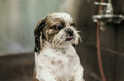 Best Practices for Sanitizing Grooming Tubs, Tools, and Workspaces