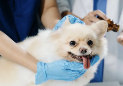 How Proper Cleaning Supports Faster Recovery in Post-Operative Pets 