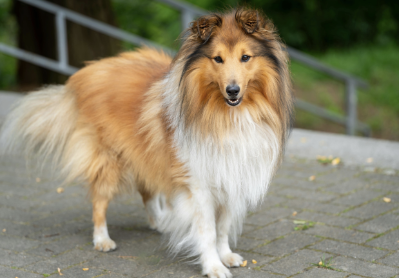The Best Cleaning Routines for Managing High-Shedding Breeds