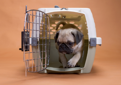 How to Clean and Deodorize Pet Crates, Carriers, and Transport Vans