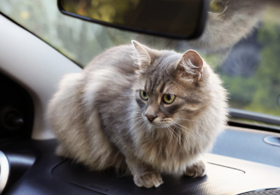 How to Remove Cat Pet Odor from Your Car	