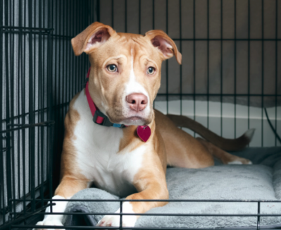 Why Kennel Smell Gets Worse in the Afternoon 